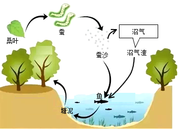 紅樹(shù)林濕地生態(tài)系統(tǒng)的自然保護(hù)與管理
